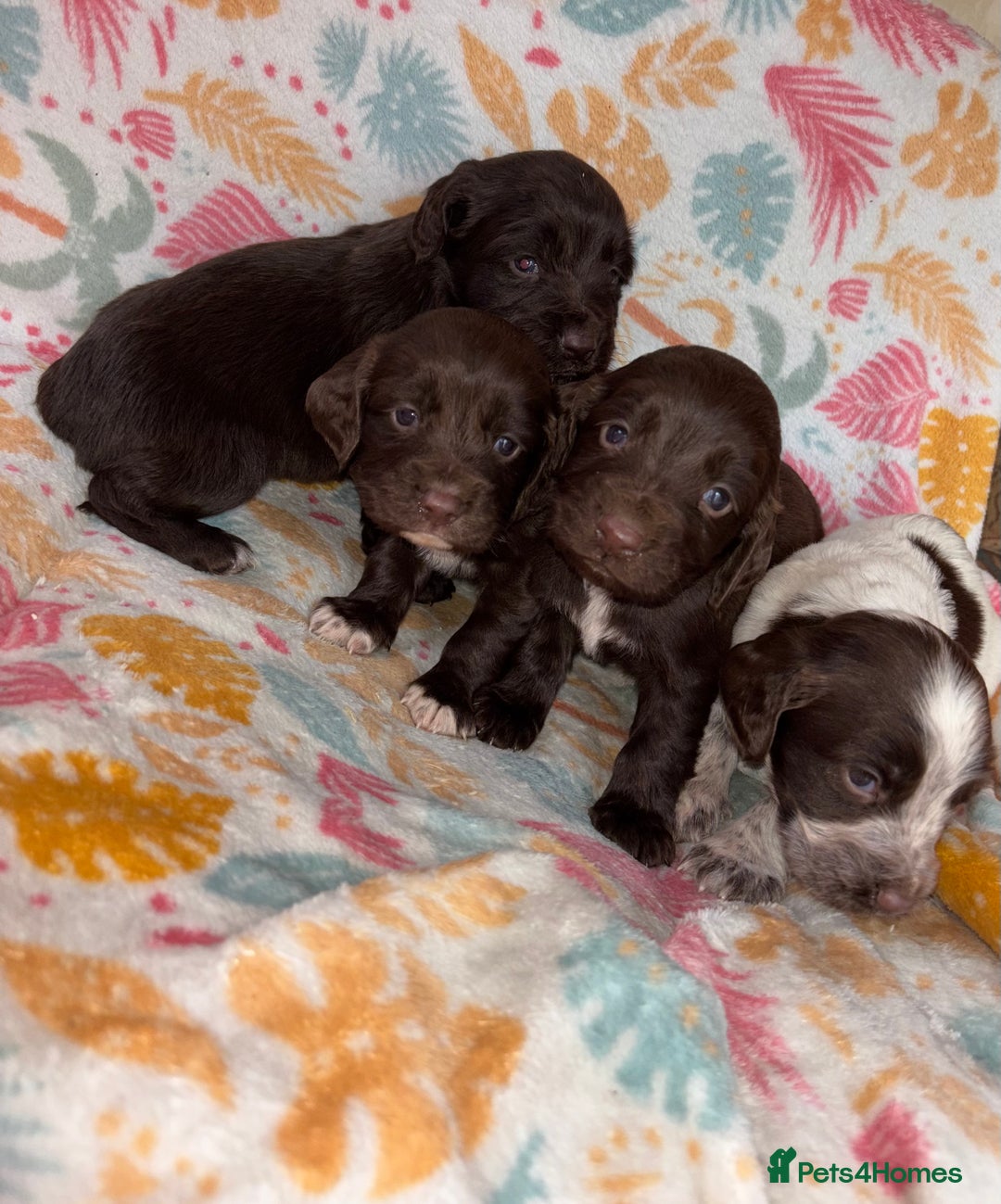 Cocker Spaniel dogs for sale: Cocker spaniel puppies - Advert 1