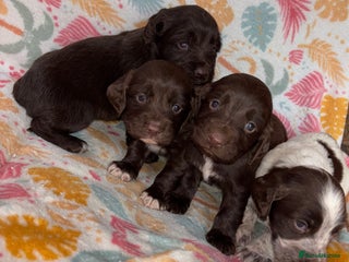 Cocker Spaniel dogs Cocker spaniel puppies - Advert 2