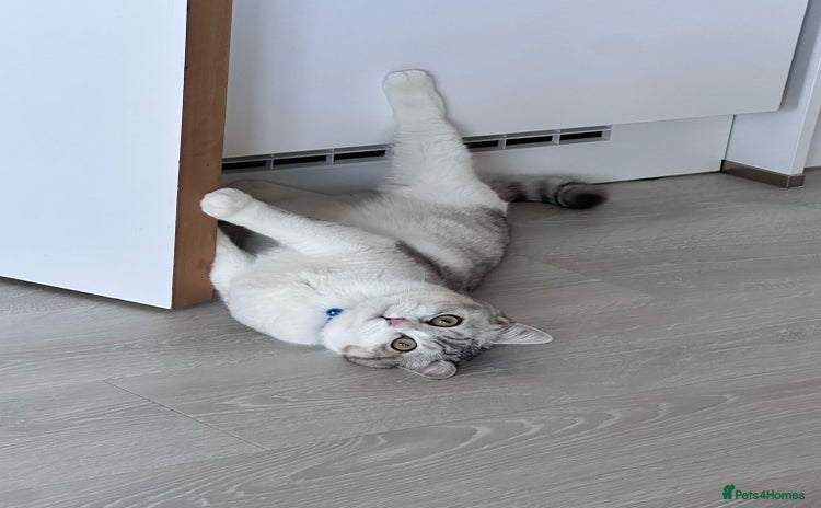 British Shorthair cats - Advert 2