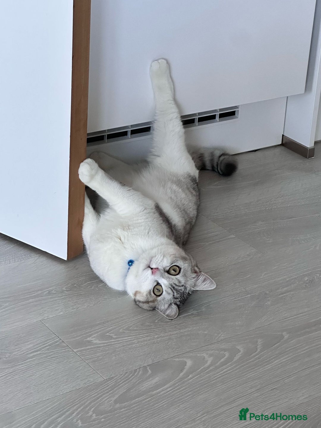 British Shorthair cats for sale: British Short Hair - Image 1