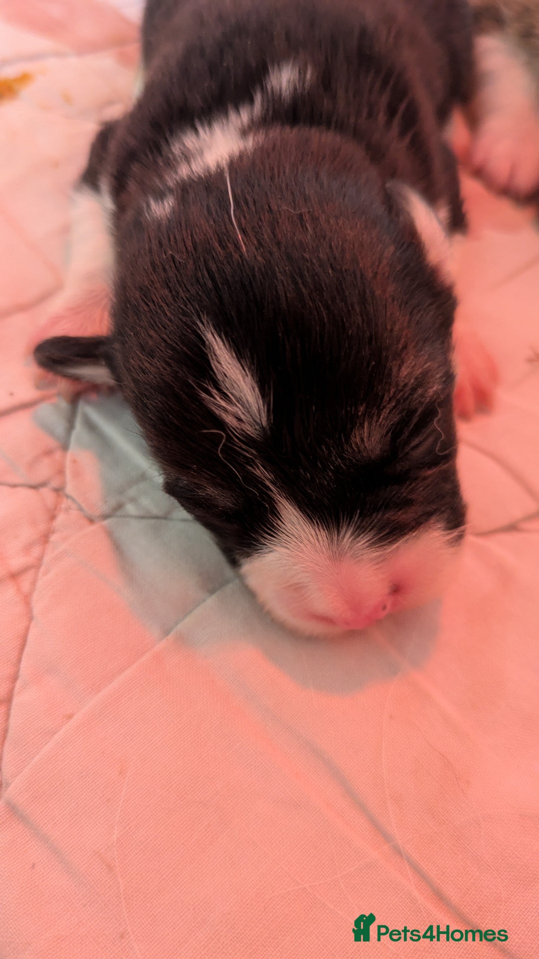 Welsh Corgi Pembroke dogs for sale: Well bred pembs pups DNA clear - Image 5