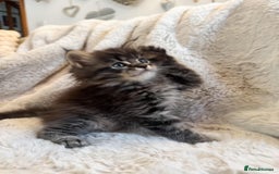 Maine Coon cats for sale: Maine Coon x Ragdoll Mix Kittens  Ready 27 Aug! 🐾 - Image 1