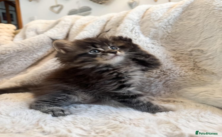 Maine Coon cats - Advert 1