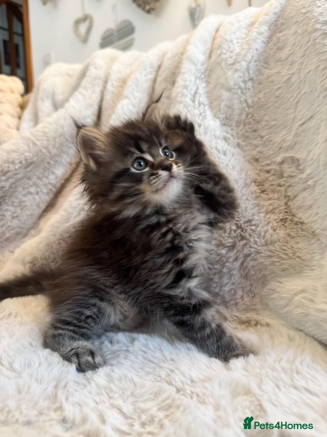 Maine Coon cats for sale: Maine Coon x Ragdoll Mix Kittens  Ready 27 Aug! 🐾 - Image 1