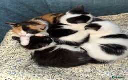 Turkish Angora cats for sale: Kittens Ready To Go!  - Image 2