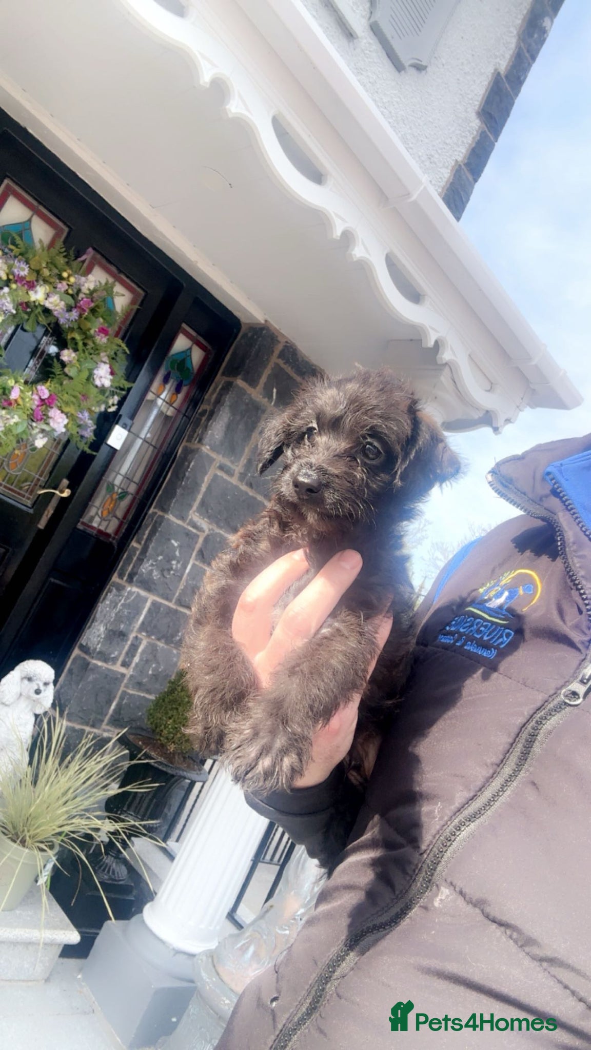 Mixed Breed dogs Italian greyhound x toy poodle  - Advert 14