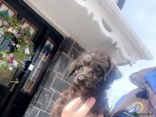 Mixed Breed dogs Italian greyhound x toy poodle - Advert 14