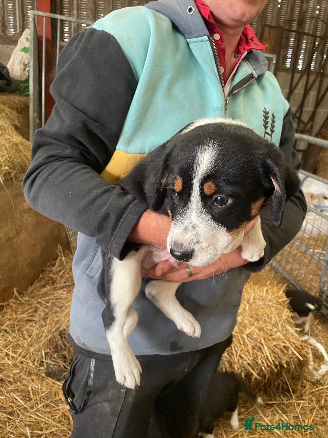 Border Collie dogs for sale: Border collie puppies  - Advert 5