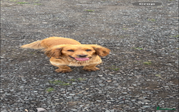Cocker Spaniel dogs for sale: Ready to leave  - Image 13