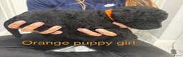 Labradoodle dogs for sale: Multi gen labradoodle x standard poodle puppies  - Advert 5