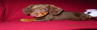 Miniature Dachshund 2