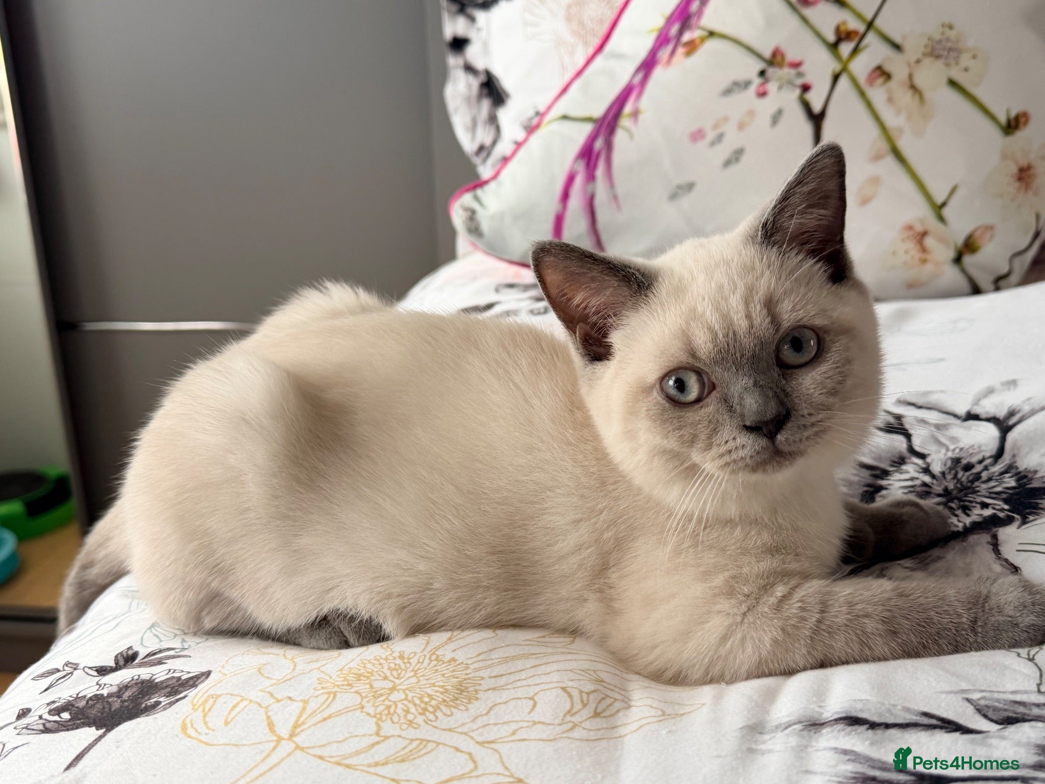 British Shorthair cats LAST BOY BSH Kittens READY NOW - Advert 1