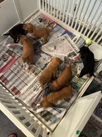 Cocker Spaniel dogs - Advert 6