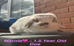 Mini Lop rabbits for sale: Mini Lops Bunnies. READ DESCRIPTION - Updated 27/8 in Chard - Image 3