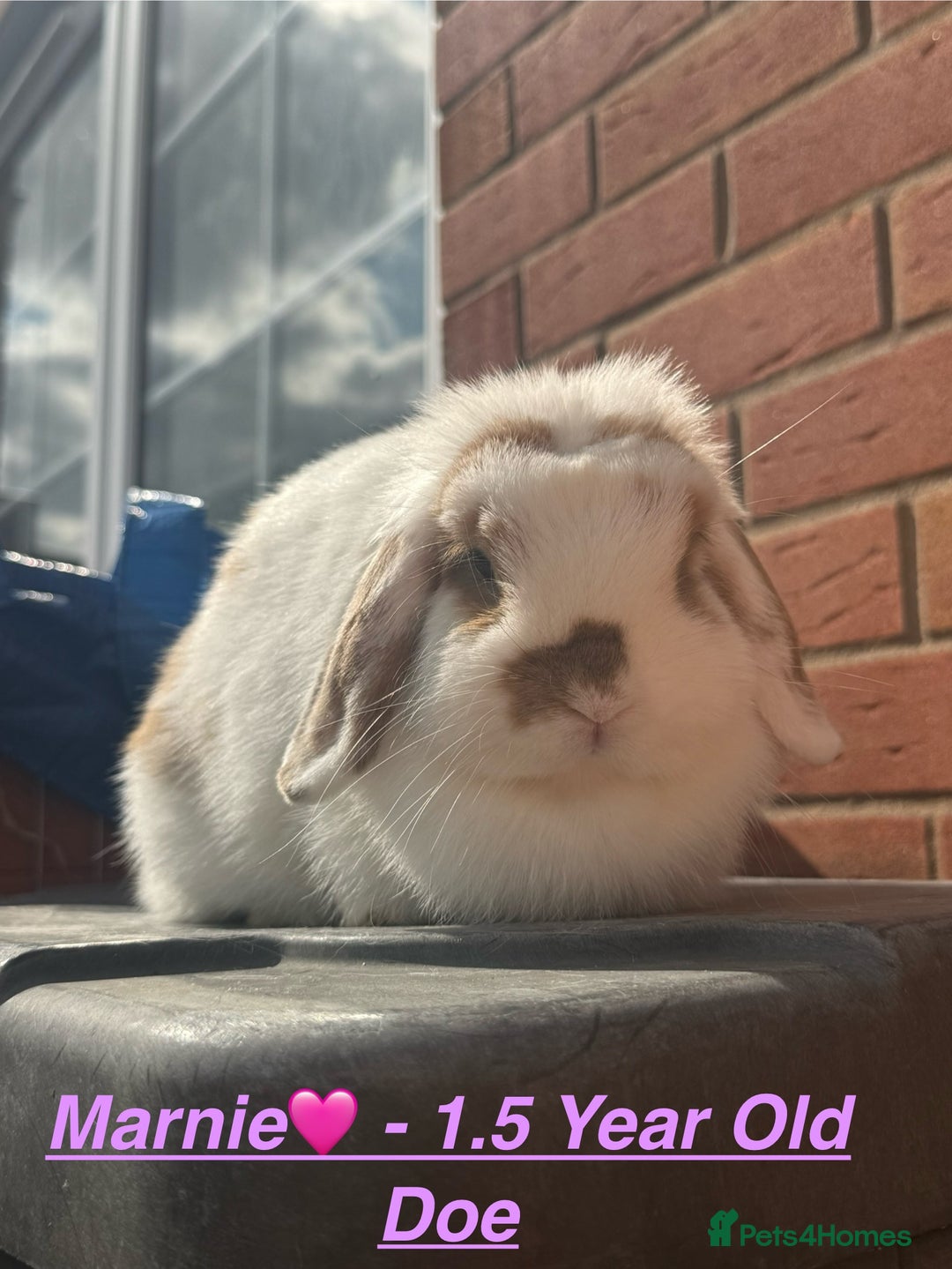 Mini Lop rabbits for sale: Mini Lops Bunnies. READ DESCRIPTION - Updated 27/8 in Chard - Image 3