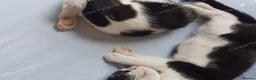 Mixed Breed cats for sale: Sweet 4-month-old brother and sister. - Advert 11