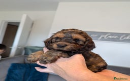 Cockapoo dogs for sale: F1 Toy Cockapoos - Image 25