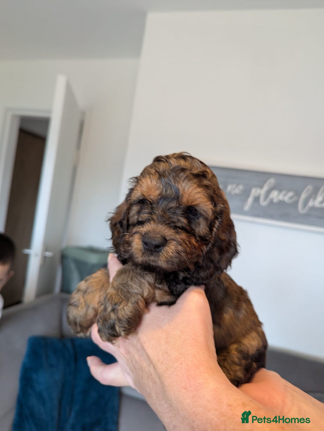Cockapoo dogs for sale: F1 Toy Cockapoos - Image 25