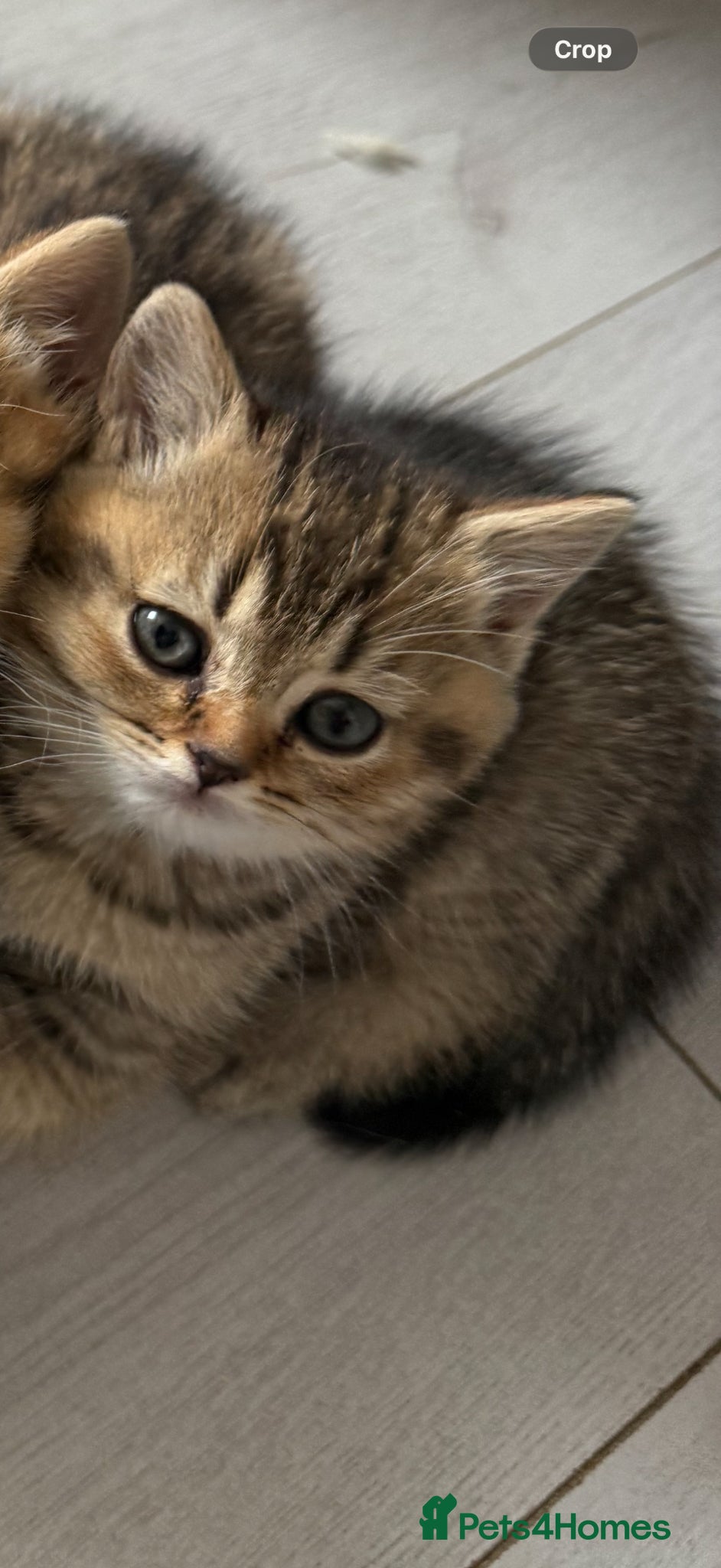 Scottish Fold cats Last girl left ready to leave 🥰🥰 - Advert 1