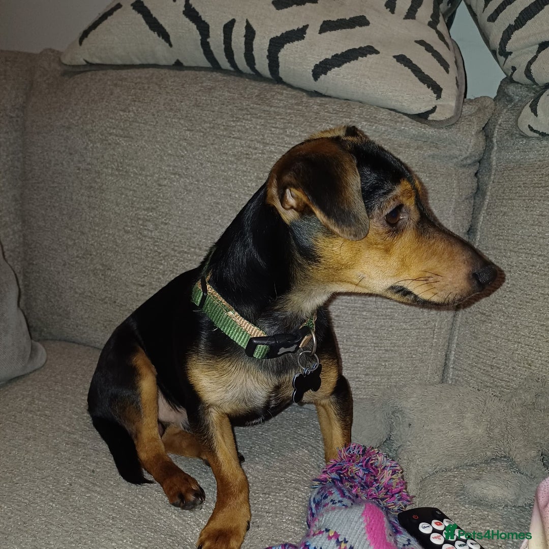 Jack Russell dogs for sale: 12 month male Jack Russell  - Advert 6