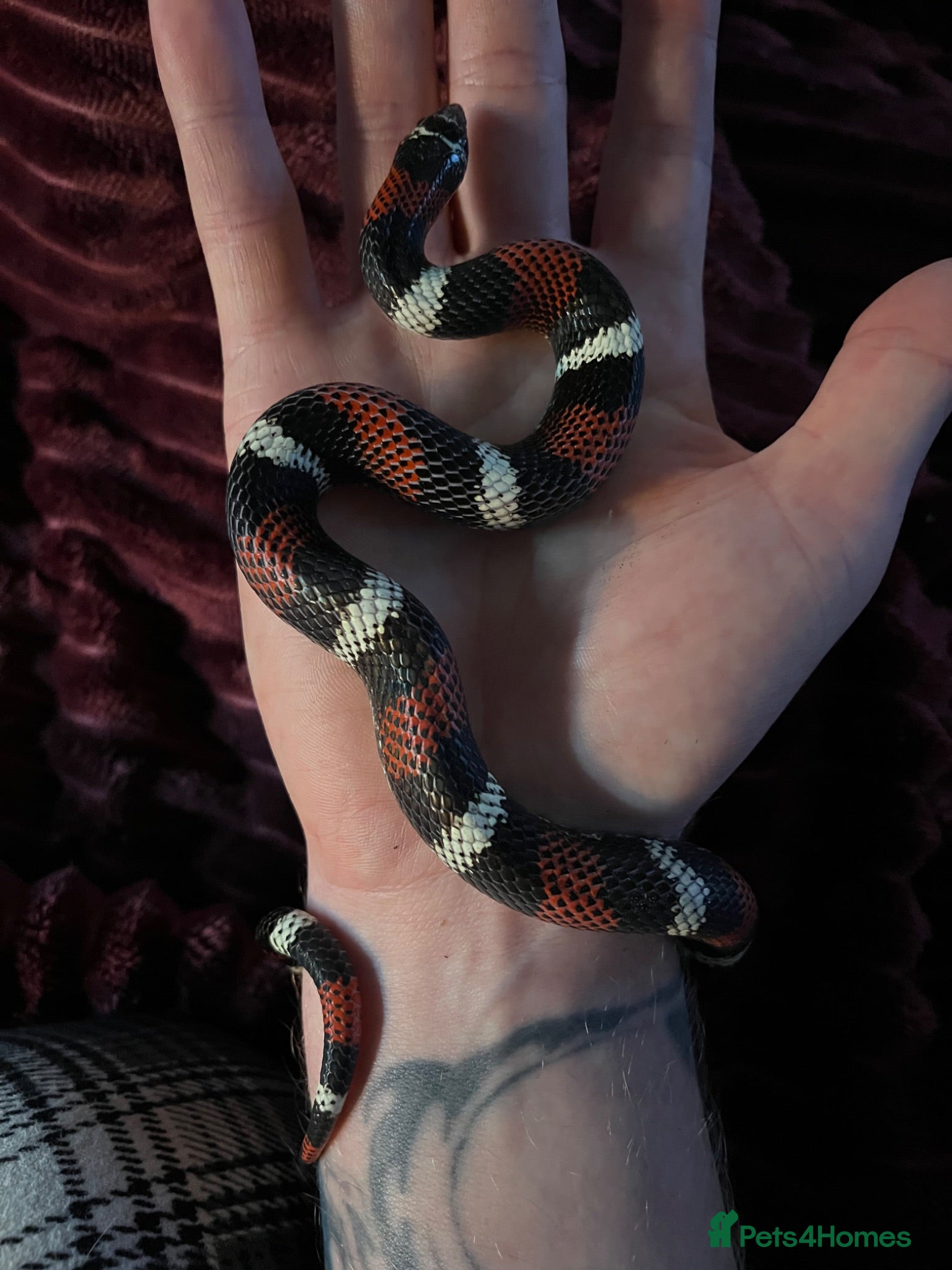 Snake reptiles Tri colour hognose  - Advert 1