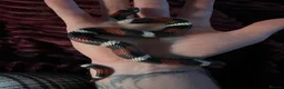 Snake reptiles for sale: Tri colour hognose  in Haverfordwest - Advert 1