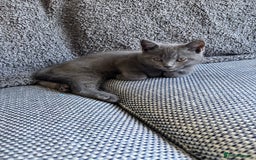 British Shorthair cats for sale: Two Blue British Short Hair Kittens  - Image 2