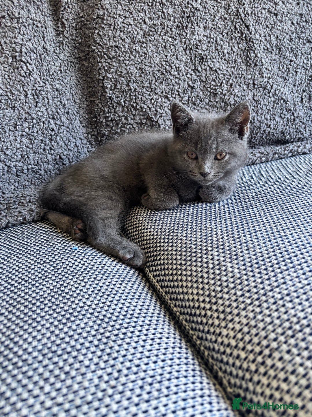 British Shorthair cats for sale: Two Blue British Short Hair Kittens  - Image 2
