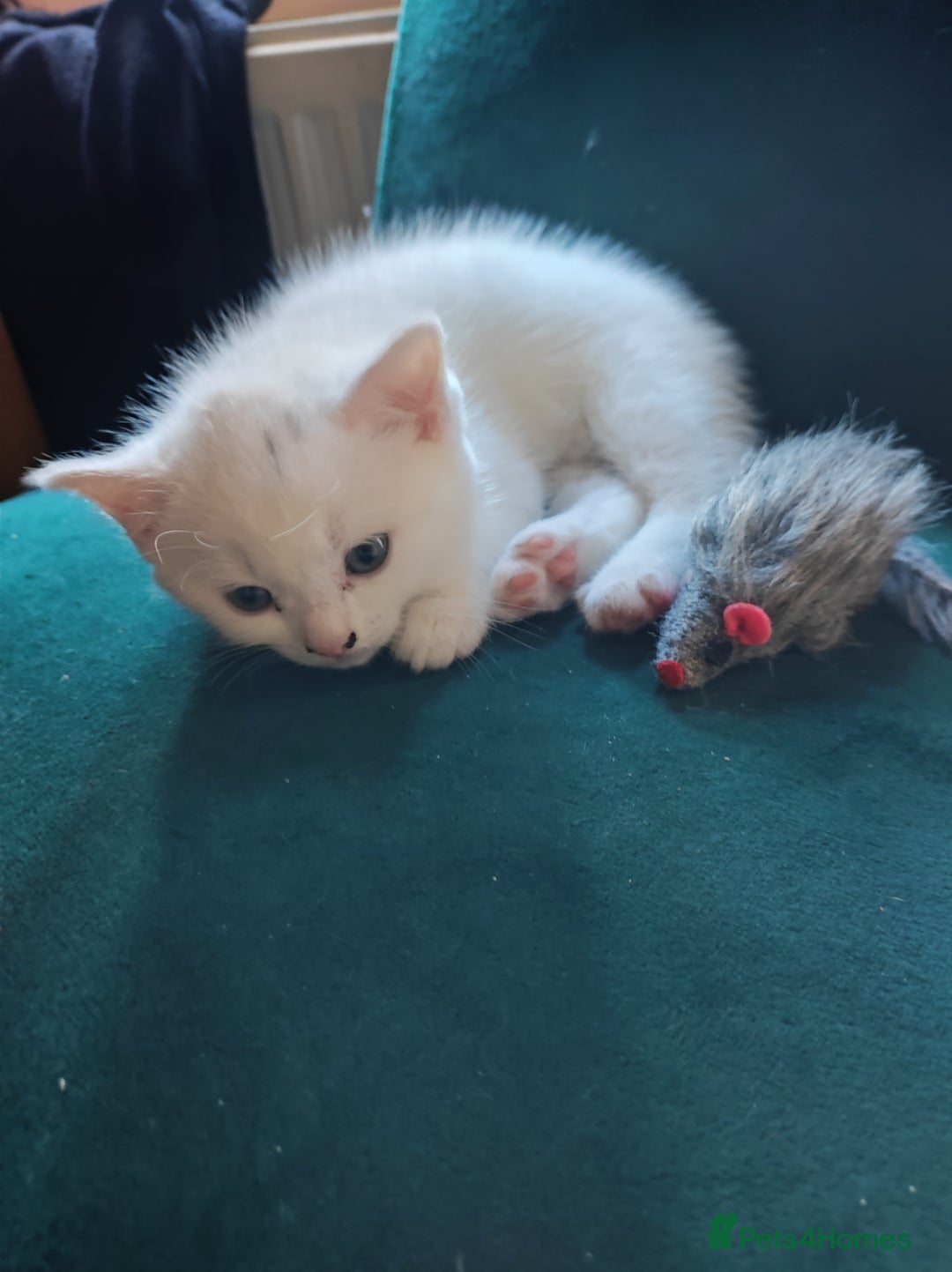 Mixed Breed cats for sale: Kittens - Advert 13