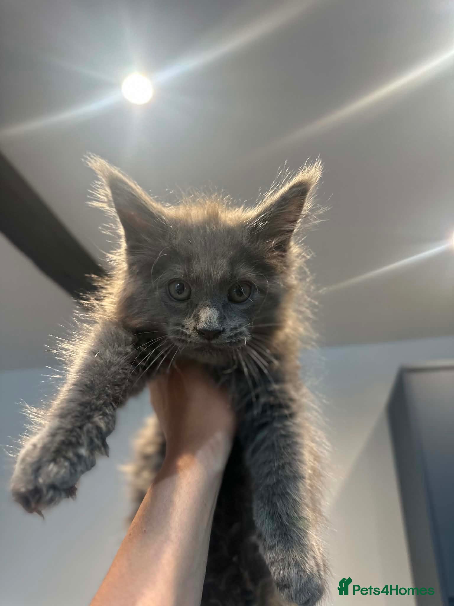 Maine Coon cats Blue Smoke Maine Coon TICA Babies - Advert 1