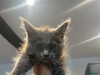 Maine Coon cats Blue Smoke Maine Coon TICA Babies - Advert 1