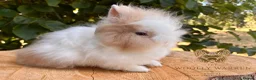 Lionhead rabbits for sale: Fully Vaccinated Lionheads Ready Now  - Advert 13
