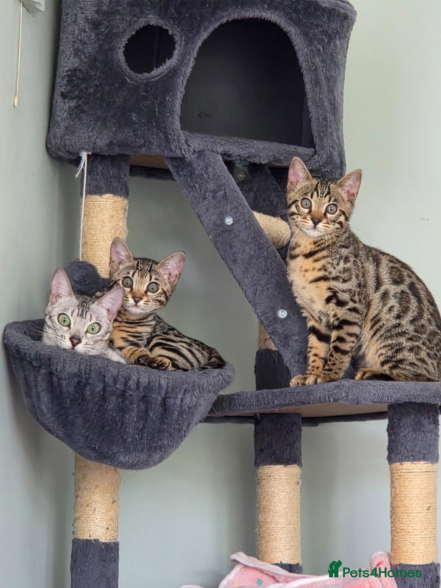 Bengal cats ✨️ READY TO LEAVE CHAMPION TICA BENGAL KITTENS 🔥 - Advert 2