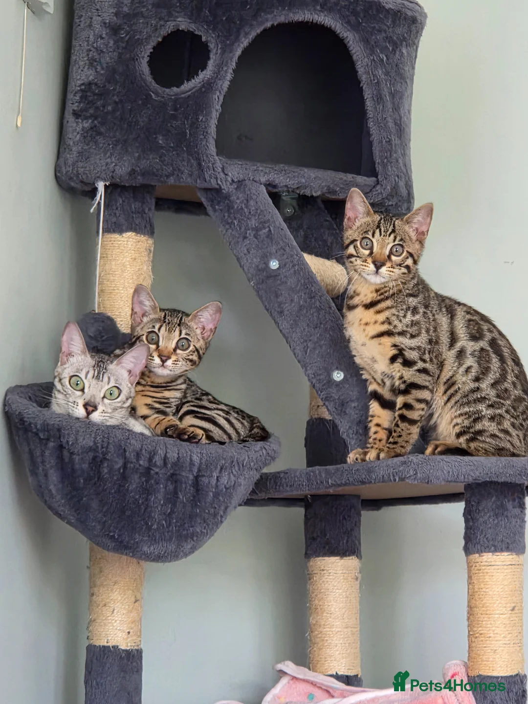 Bengal cats for sale: ✨️ READY TO LEAVE CHAMPION TICA BENGAL KITTENS 🔥 - Advert 2