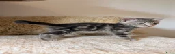 Mixed Breed cats for sale: Russian Blue Mix Kittens  - Advert 17