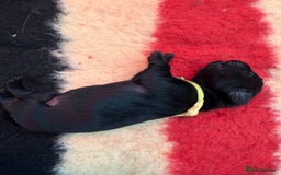 Labrador Retriever dogs for sale: Beautiful chunky litter of black pups  - Advert 21