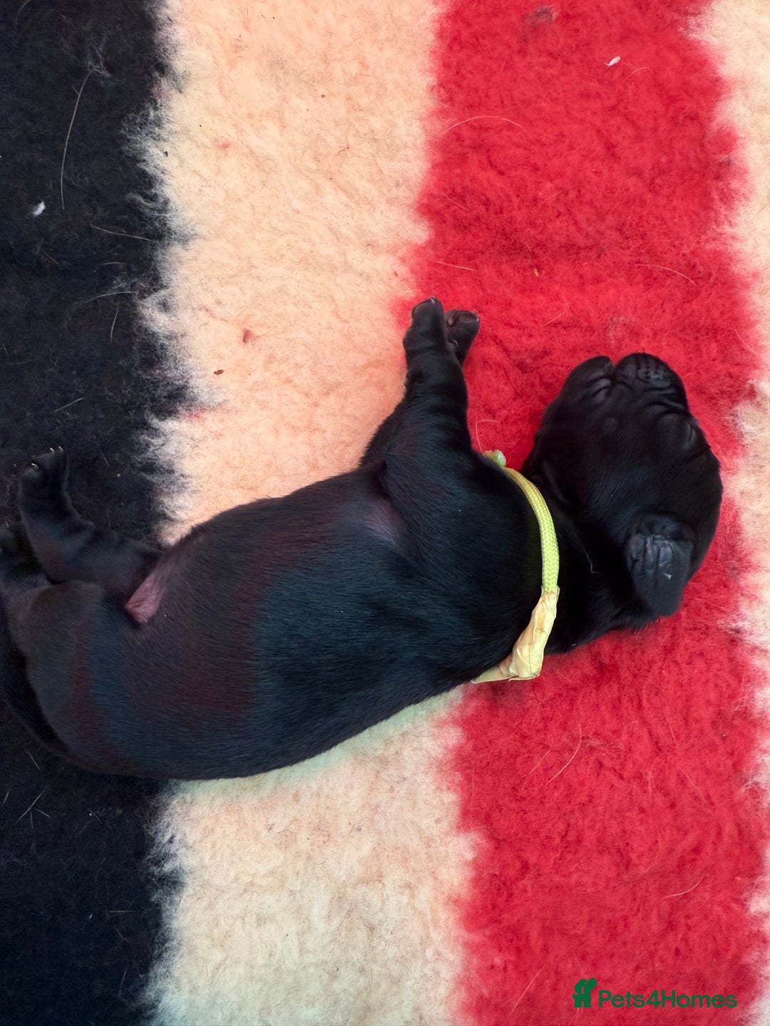 Labrador Retriever dogs for sale: Beautiful chunky litter of black pups  - Advert 21