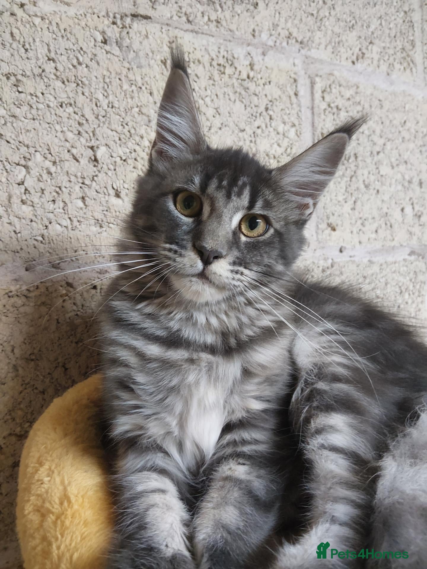 Maine Coon cats READY FOR COLLECTION  TICA registered kittens - Advert 2