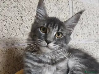 Maine Coon cats READY FOR COLLECTION TICA registered kittens - Advert 2