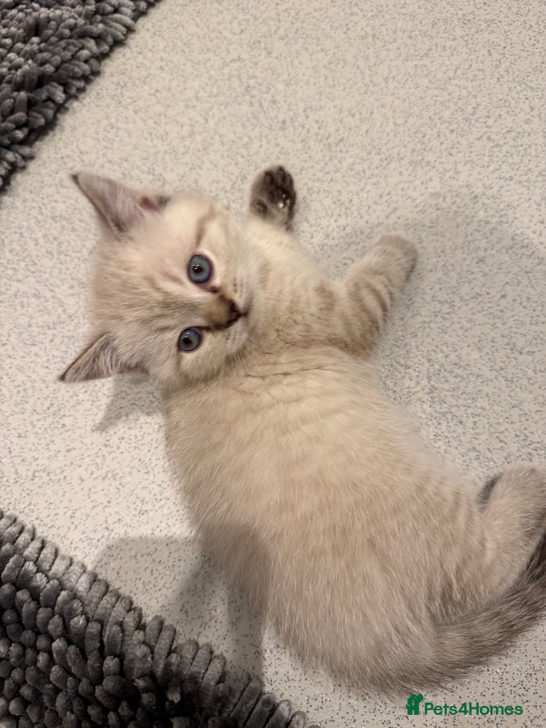 Scottish Fold cats for sale: Scottish Fold Kittens  - Advert 14