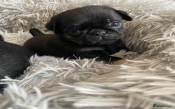 Pug dogs for sale: Stunning pug puppies health tested parents 🐶!!! - Image 4