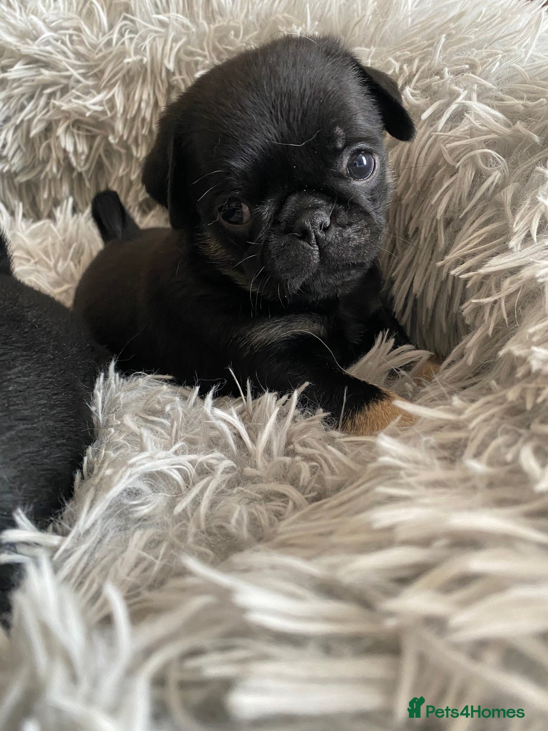 Pug dogs for sale: Stunning pug puppies health tested parents 🐶!!! - Image 4