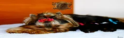 Yorkshire Terrier dogs for sale: READY NOW FULLY VACCINATED MINIATURE YORKIE KC DNA - Advert 11