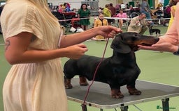 Dachshund dogs for stud: KC Reg. Crufts Qual. Standard Dachshund at Stud - Image 6