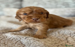 Cocker Spaniel dogs for sale: BEAUTIFUL KC REGISTERED SHOW TYPE HEALTH TESTED - Image 2