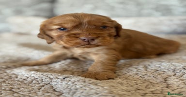 Cocker Spaniel dogs - Advert 4