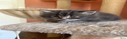Mixed Breed cats for sale: Lovely kittens - Advert 4