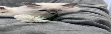 Ragdoll 4