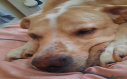 Mixed Breed dogs for adoption: Meet Balagan, currently residing in Merseyside  - Image 6