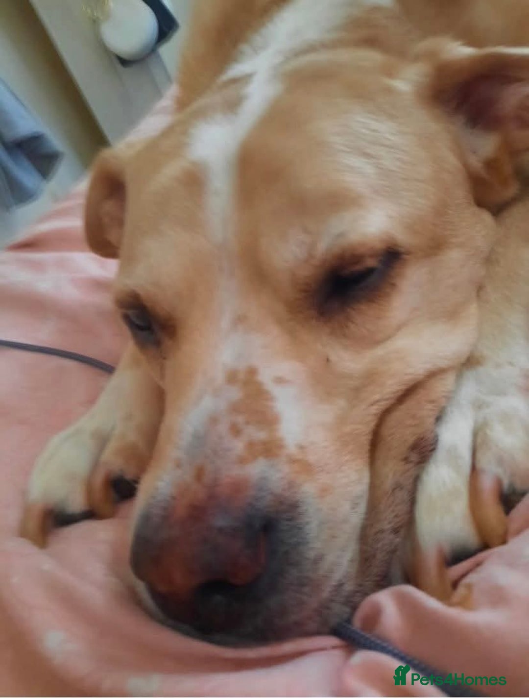 Mixed Breed dogs for adoption: Meet Balagan, currently residing in Merseyside  - Image 6